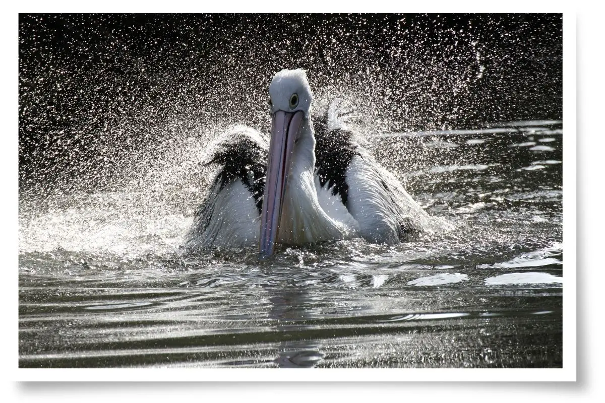 Why Do Birds Bathe? There's more to it than just cleaning
