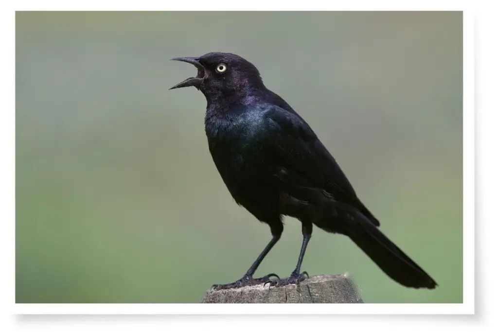 a Brewer's blackbird