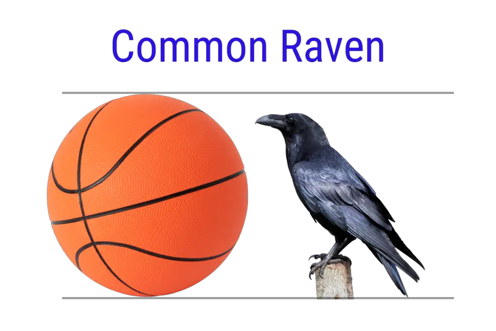 an infographic comparing the size of a common raven to a basketball