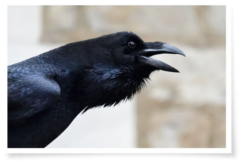 a common raven with its neck feathers erect