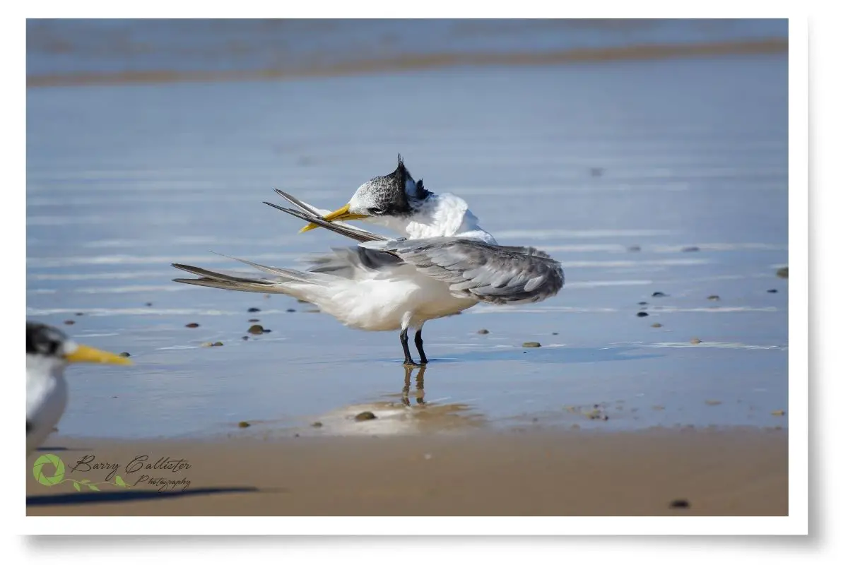 Why Do Birds Bathe? There's more to it than just cleaning