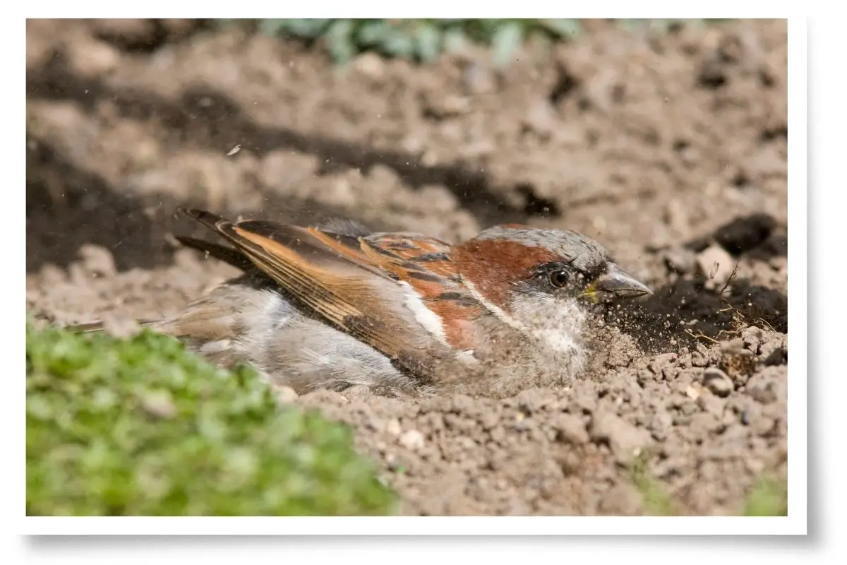 Why Do Birds Bathe? There's more to it than just cleaning
