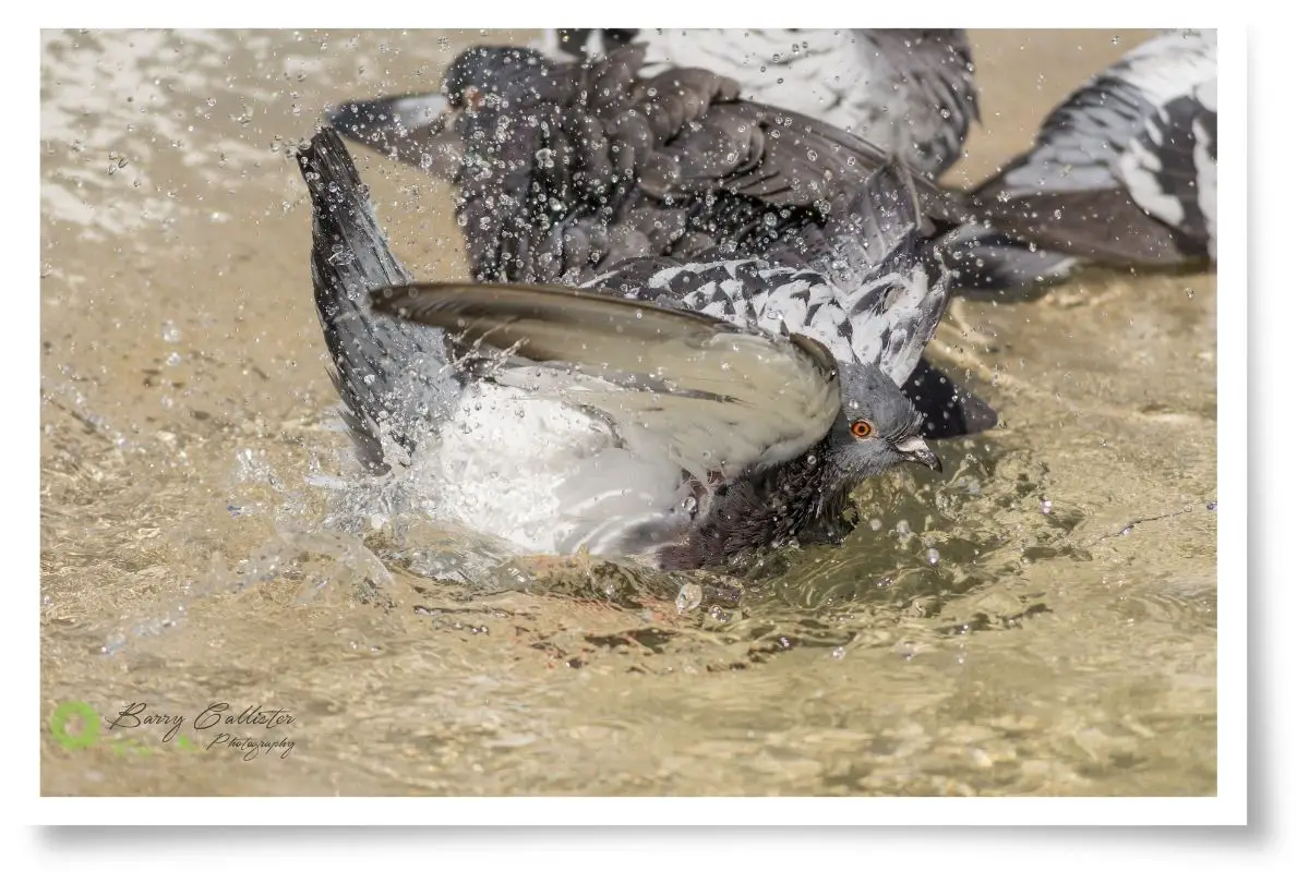 Why Do Birds Bathe? There's more to it than just cleaning