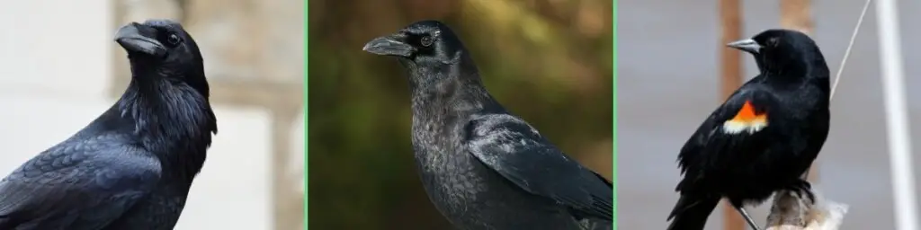 raven vs crow vs blackbird - a common raven, an American crow, and a red-winged blackbird