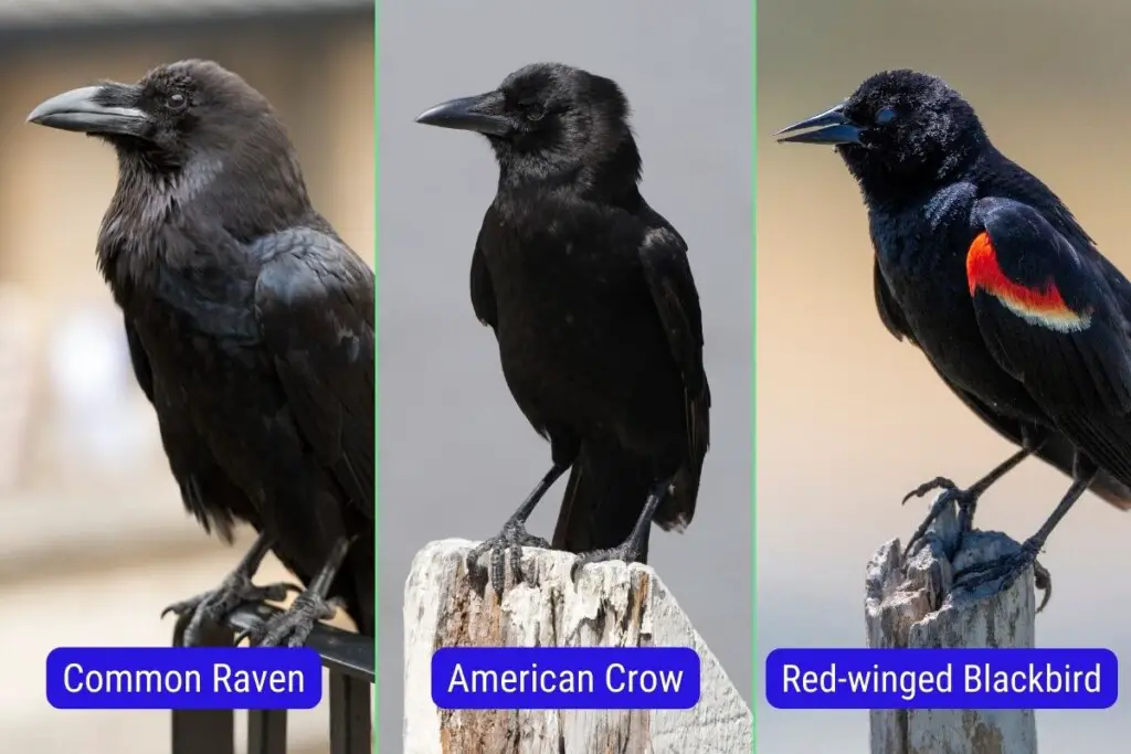 raven vs crow vs blackbird - side profiles of a common raven, an American crow, and a red-winged blackbird