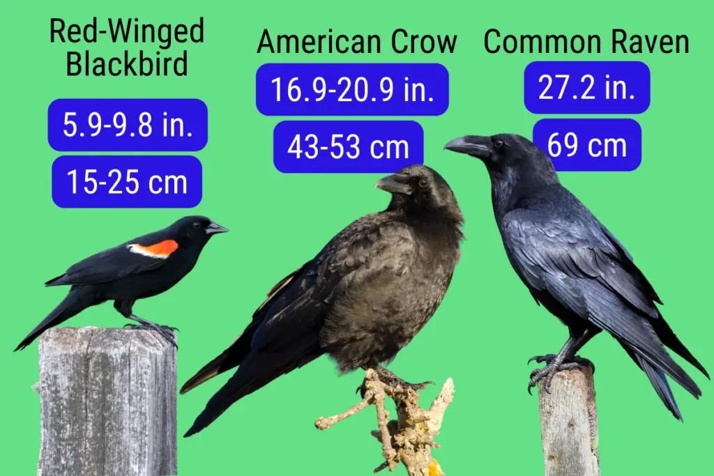 a red-winged blackbird, an american crow, and a common raven on a green background with their lengths in inches and centimeters