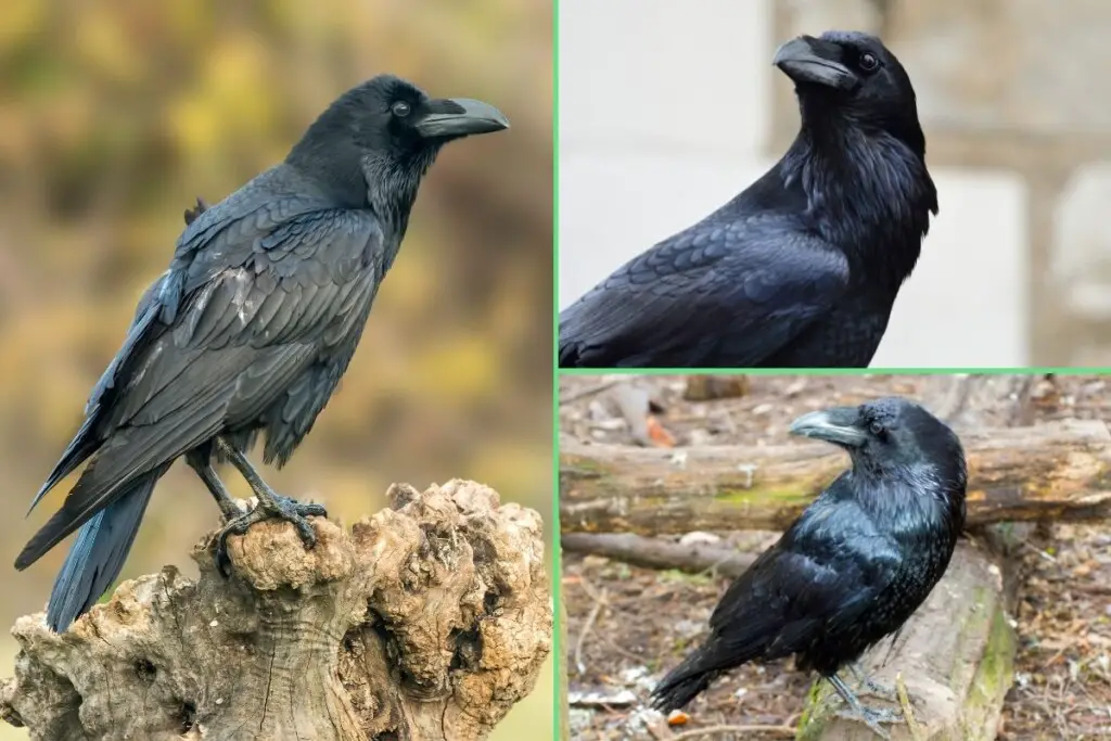 three images of common ravens showing how their feathers give off different colors