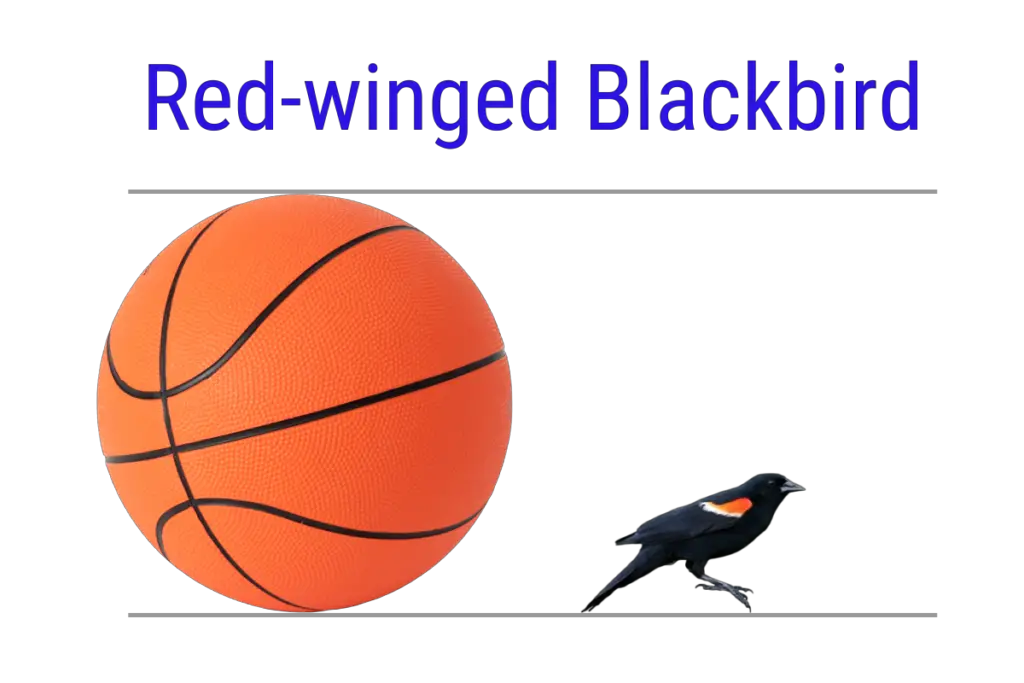 an info graphic comparing the size of a red-winged blackbird to a basketball