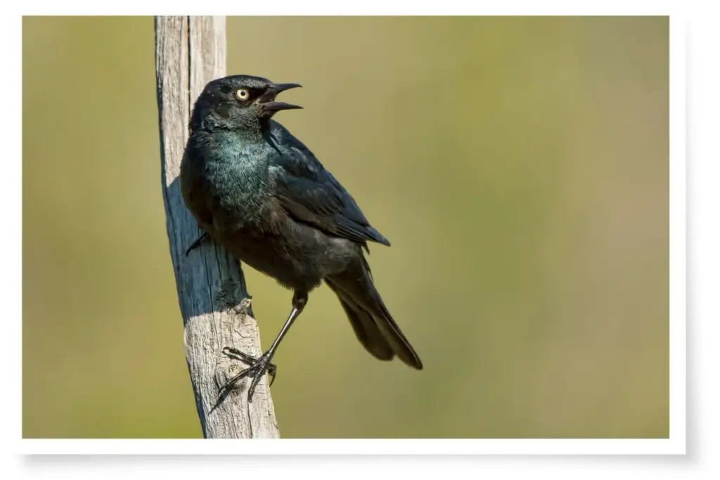 a Rusty Blackbird clinging to a branch