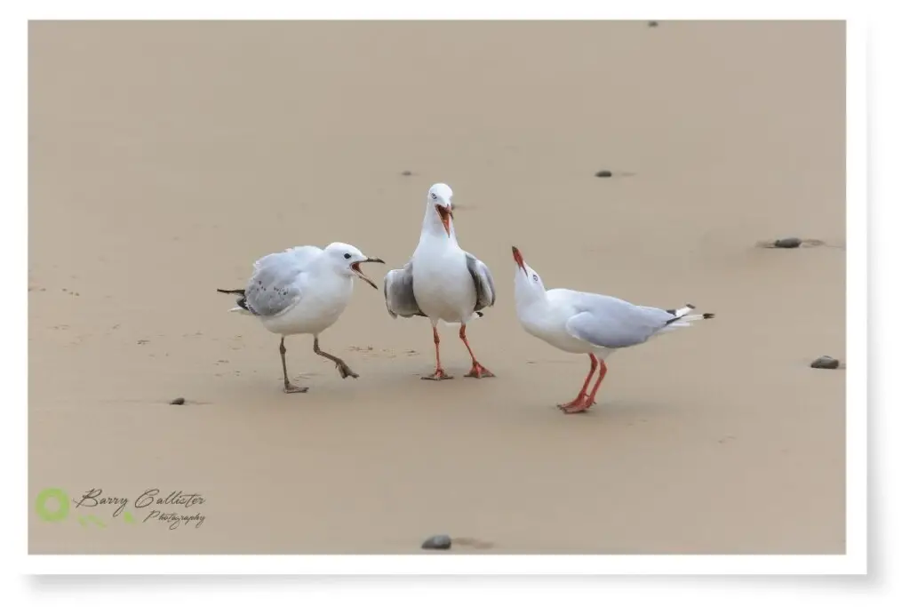 three Silver Gulls arguing on the sand at the beach