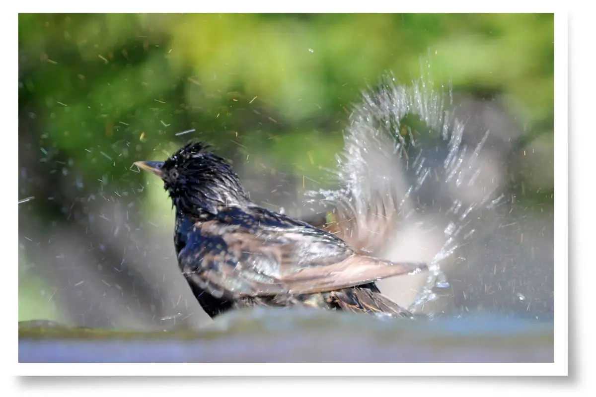 Why Do Birds Bathe? There's more to it than just cleaning