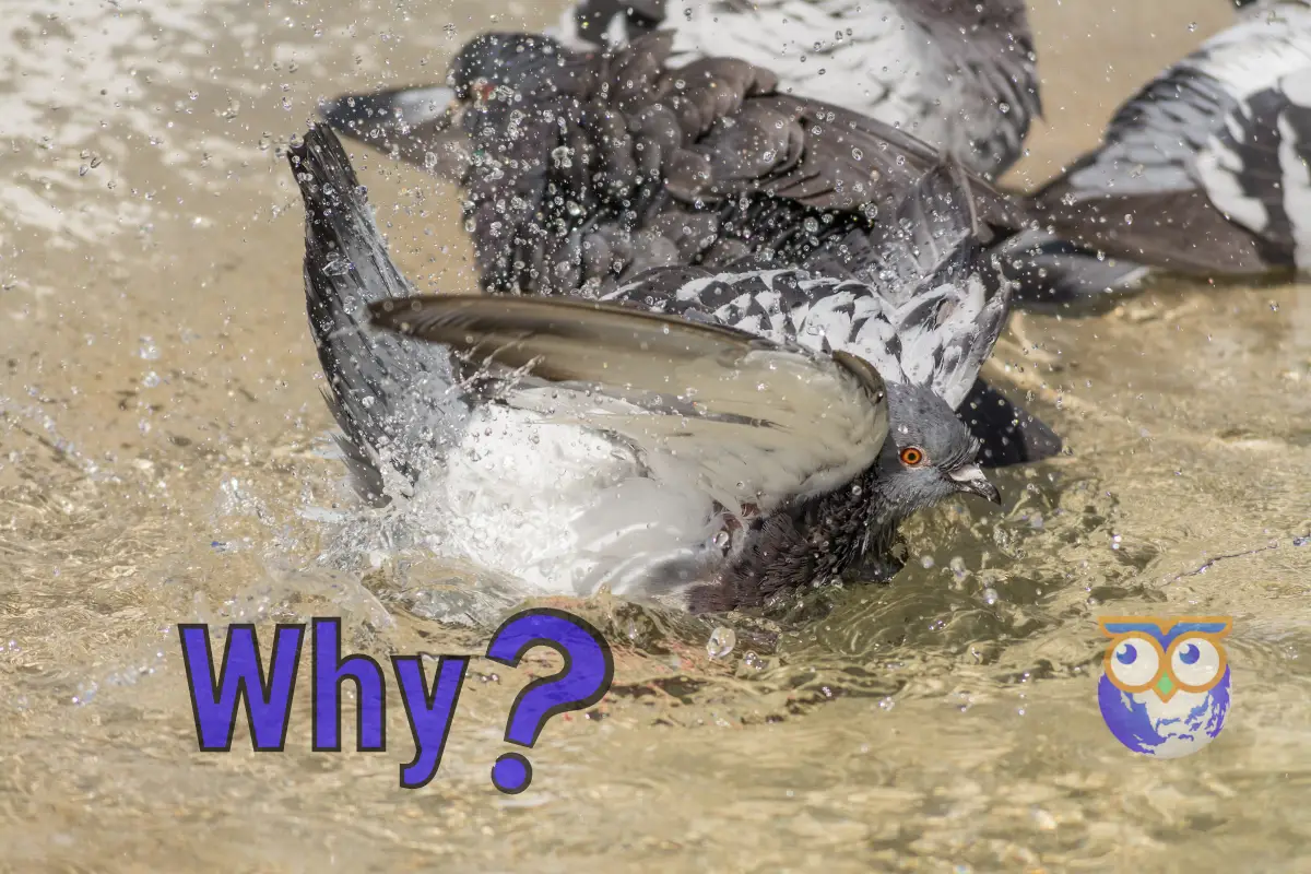 Why Do Birds Bathe? There's more to it than just cleaning