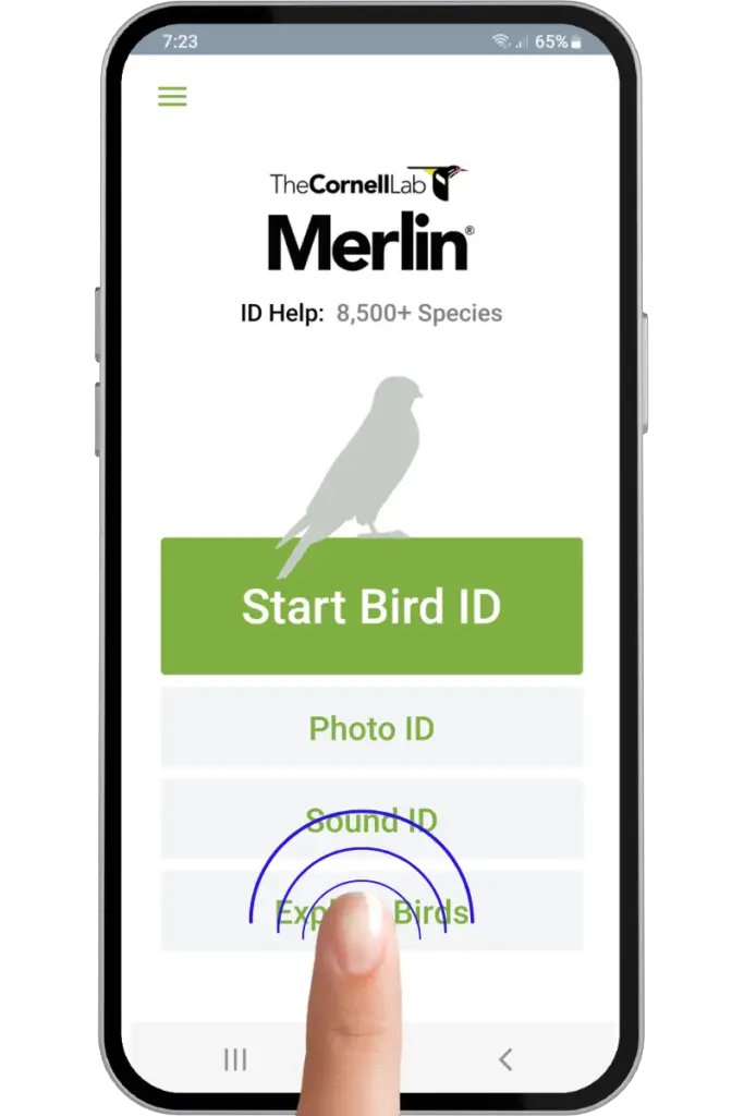 a mobile phone screen showing the Home page of the Merlin Bird ID app and a finger pressing the Explore Birds button