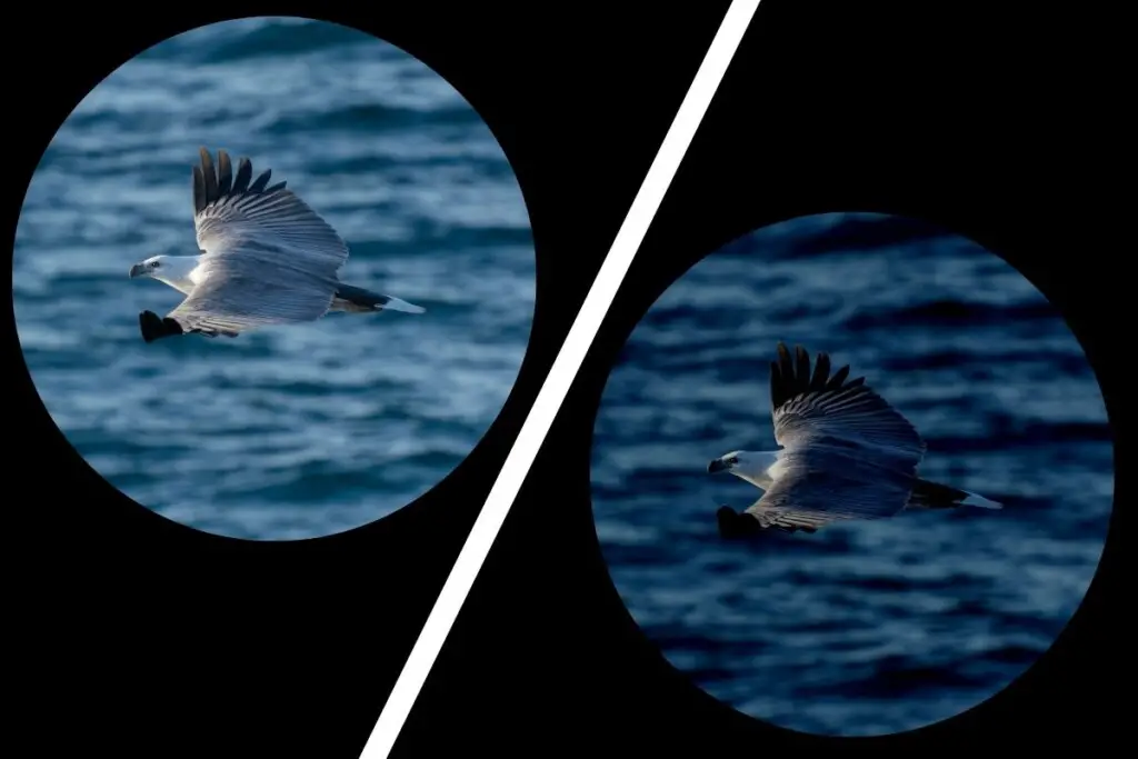 two circular images of a white-bellied sea eagle on a black background with a thick, diagonal white line between them