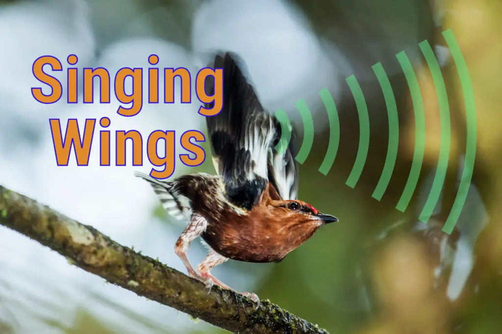 a club-winged manakin with its wings up