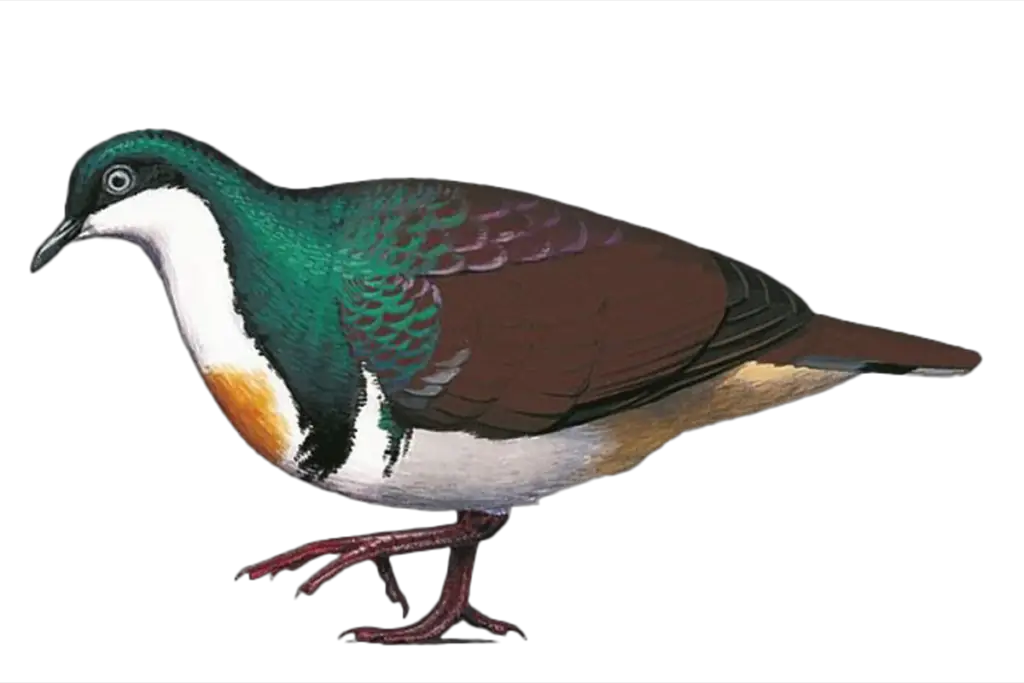 an illustration of the Sulu Bleeding Heart pigeon one of the rarest birds in the world
