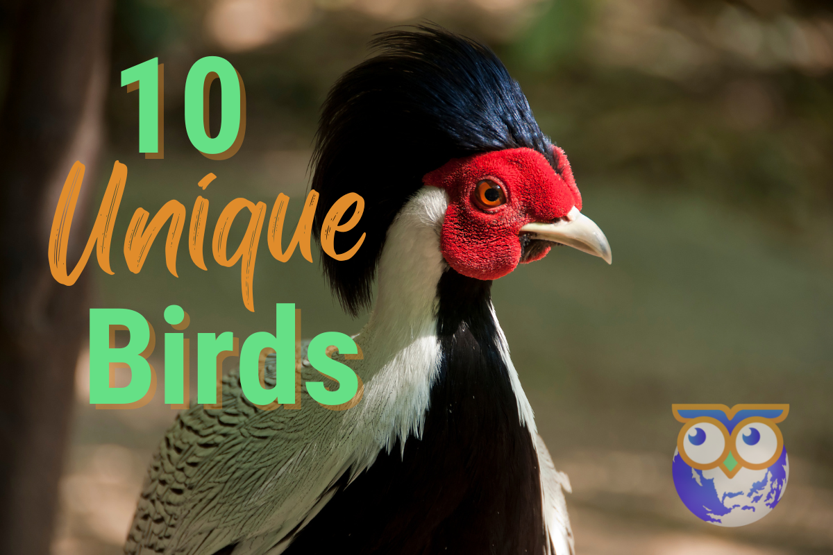 10 Amazing And Unique Birds You Won’t Believe Exist