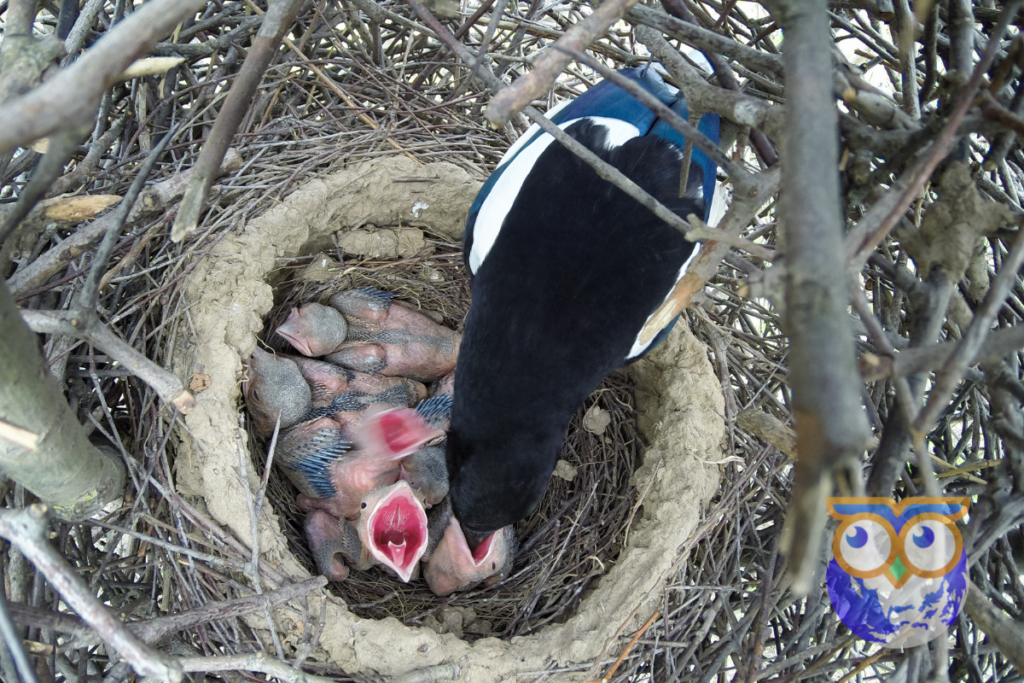 view from above of a eurasian magpied feeding chicks in the nest