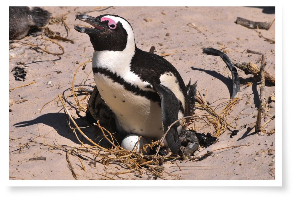 an African penguin standing over its egg in a depression in sand