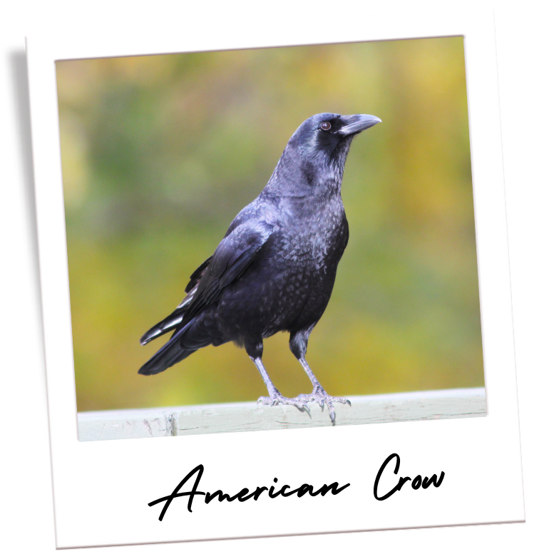 a picture of an American crow perched on a fence inside a frame that looks like a polaroid photo