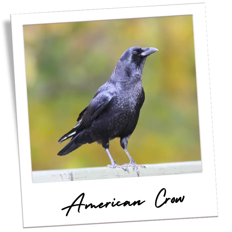 a picture of an American crow perched on a fence inside a frame that looks like a polaroid photo