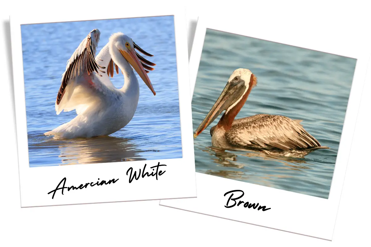 an American White Pelican and a Brown Pelican in separate frames that look like polaroid photographs
