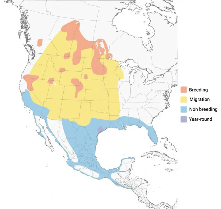 Where Do Pelicans Live? - Discover their homes across the globe