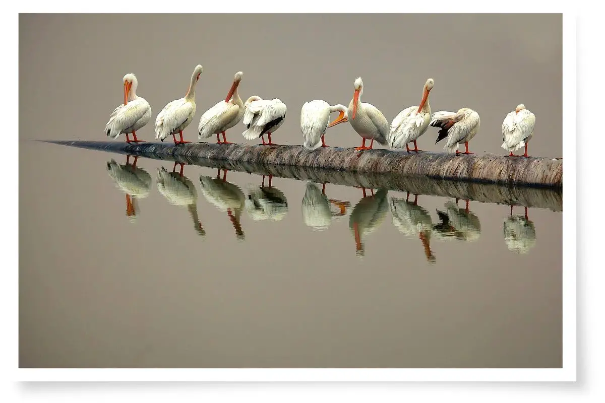 9 American White Pelicans grooming while standing on a pipe that is protruding from still water