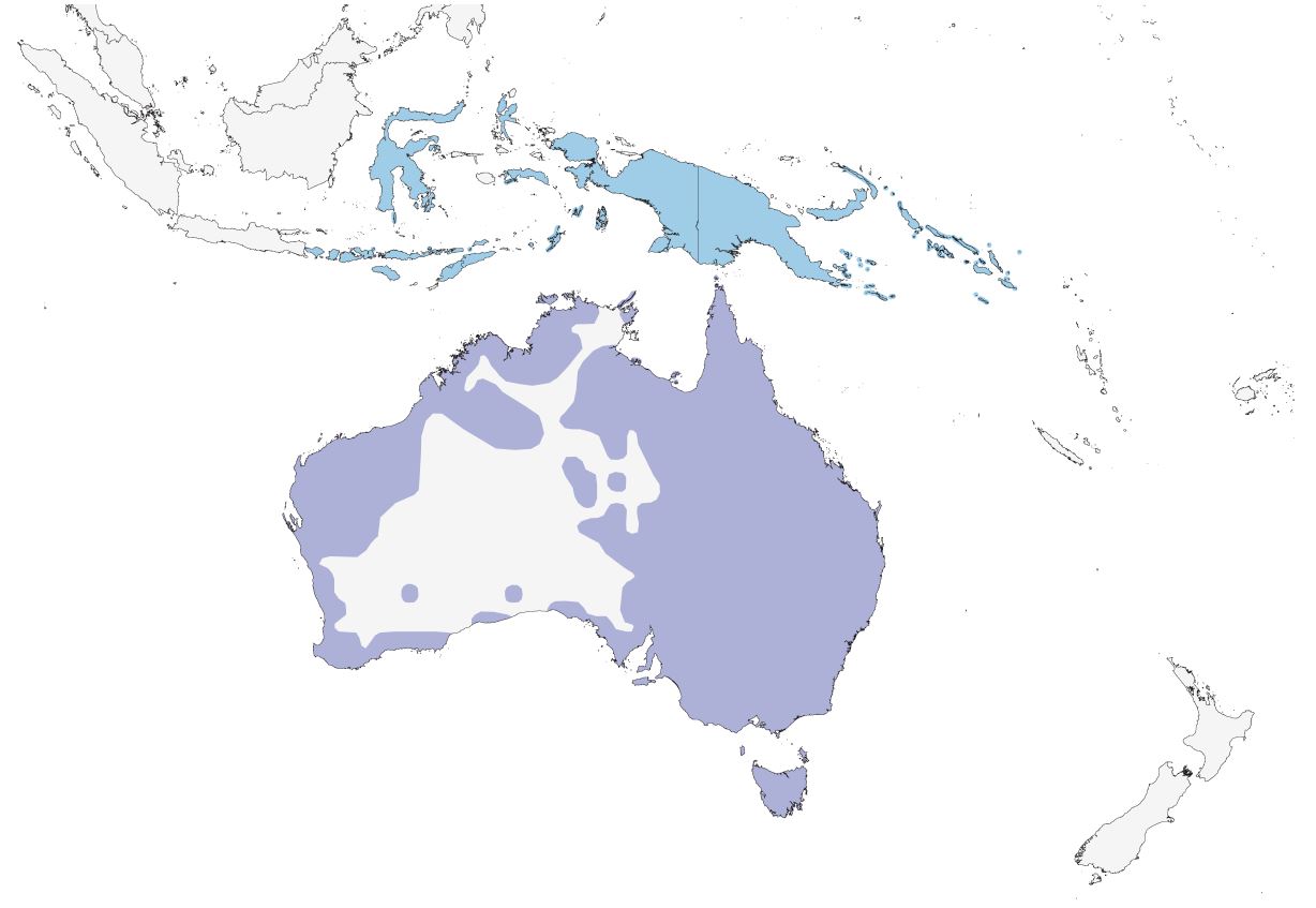 a map of Australia, new guinea, and new zealand showing the distribution of Australian pelicans.
