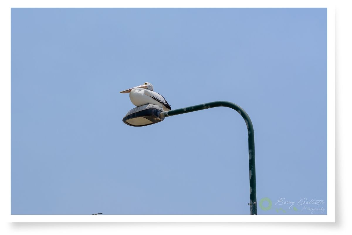 australian pelican perched on a street light in front of blue sky