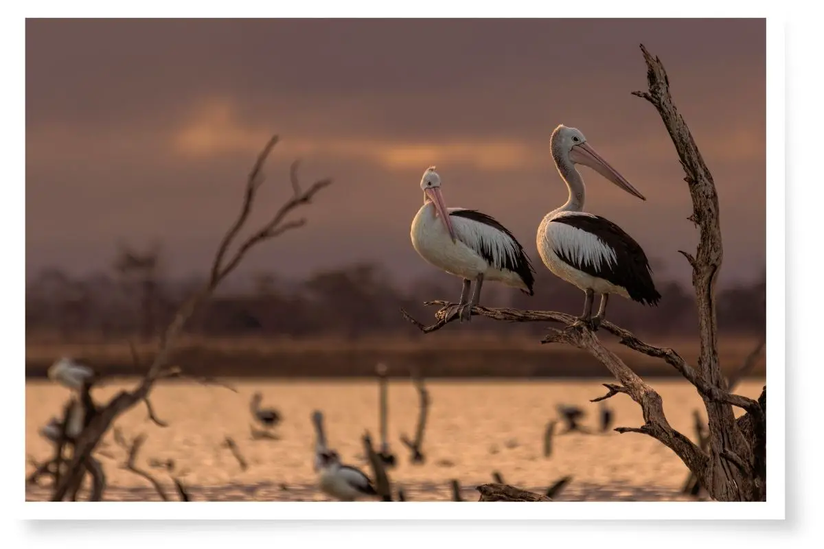 two Australian pelicans perched on a dead tree in a lake at sunset