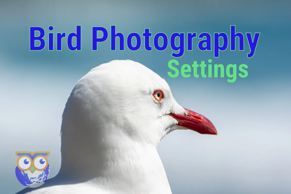 Bird Photography Settings For Nikon DSLR Cameras