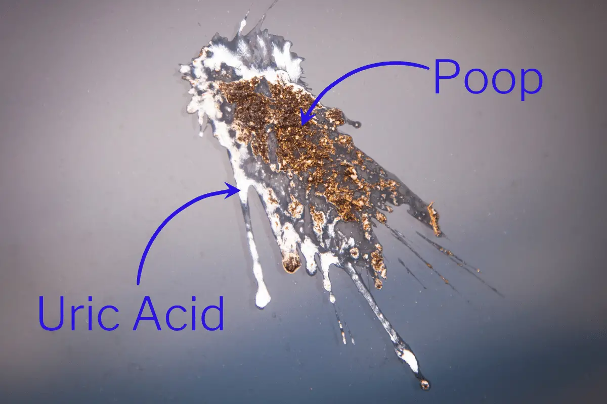 an image of bird poop splattered on a car widow with labels for the uric acid and poop