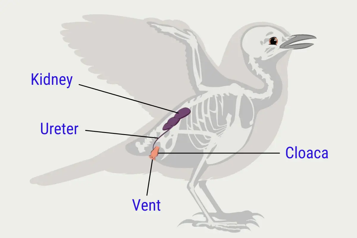 a diagram of a bird showing the kidney, ureter, vent, and cloaca