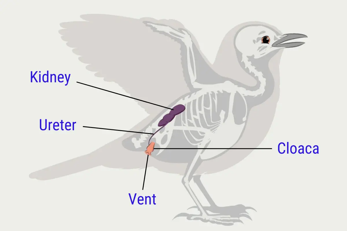 How Do Birds Pee? - Learn the amazing urinary systems of birds