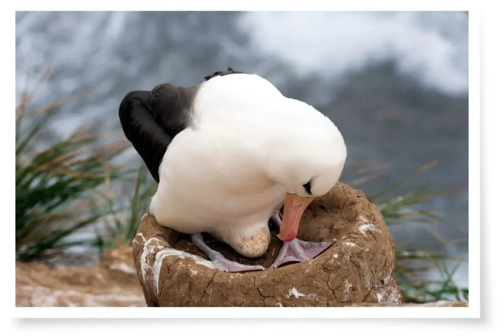 a black-browed albatross sitting on its egg. the bird is looking down at the egg which is just visible underneath its belly feathers