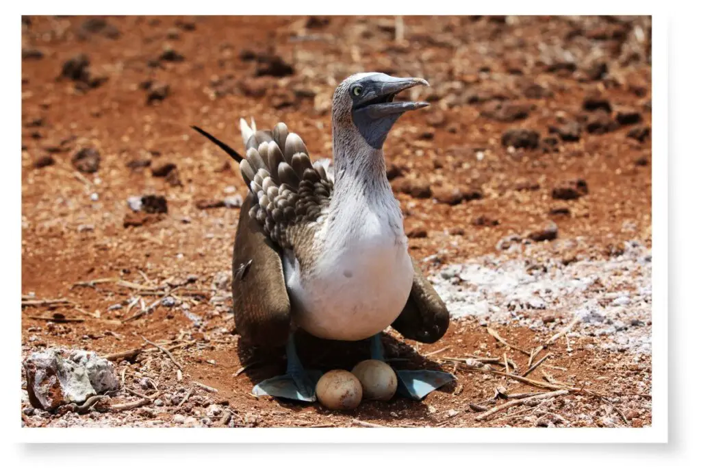 a blue-footed booby standing on red soil with two eggs between its webbed feet