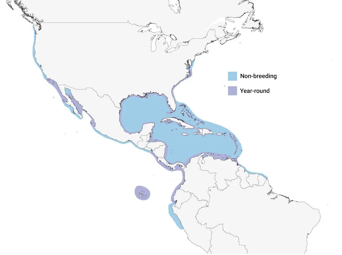 a map of north and South America showing the distribution of Brown Pelicans