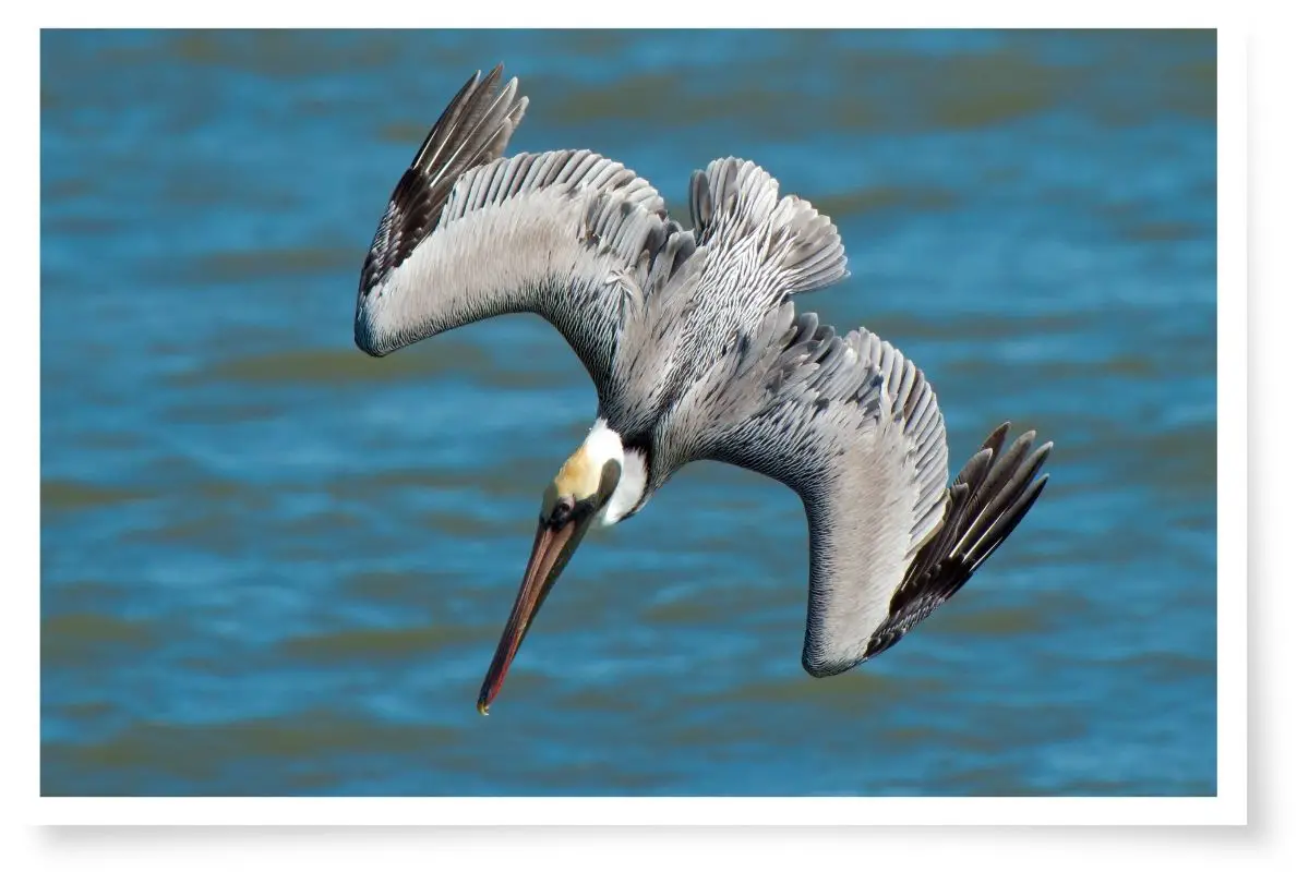 a brown pelican diving into the water