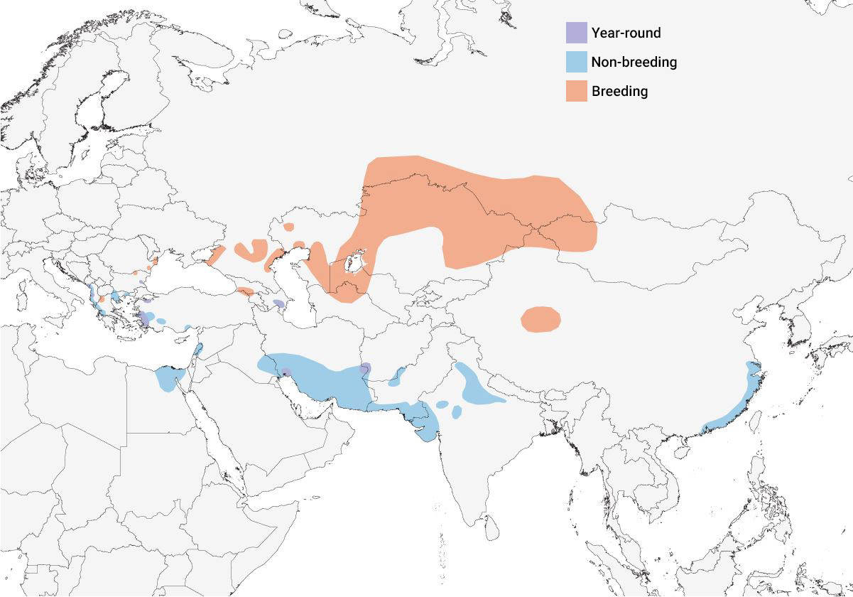 a map of Eurasia showing the distribution of the Dalmatian Pelican