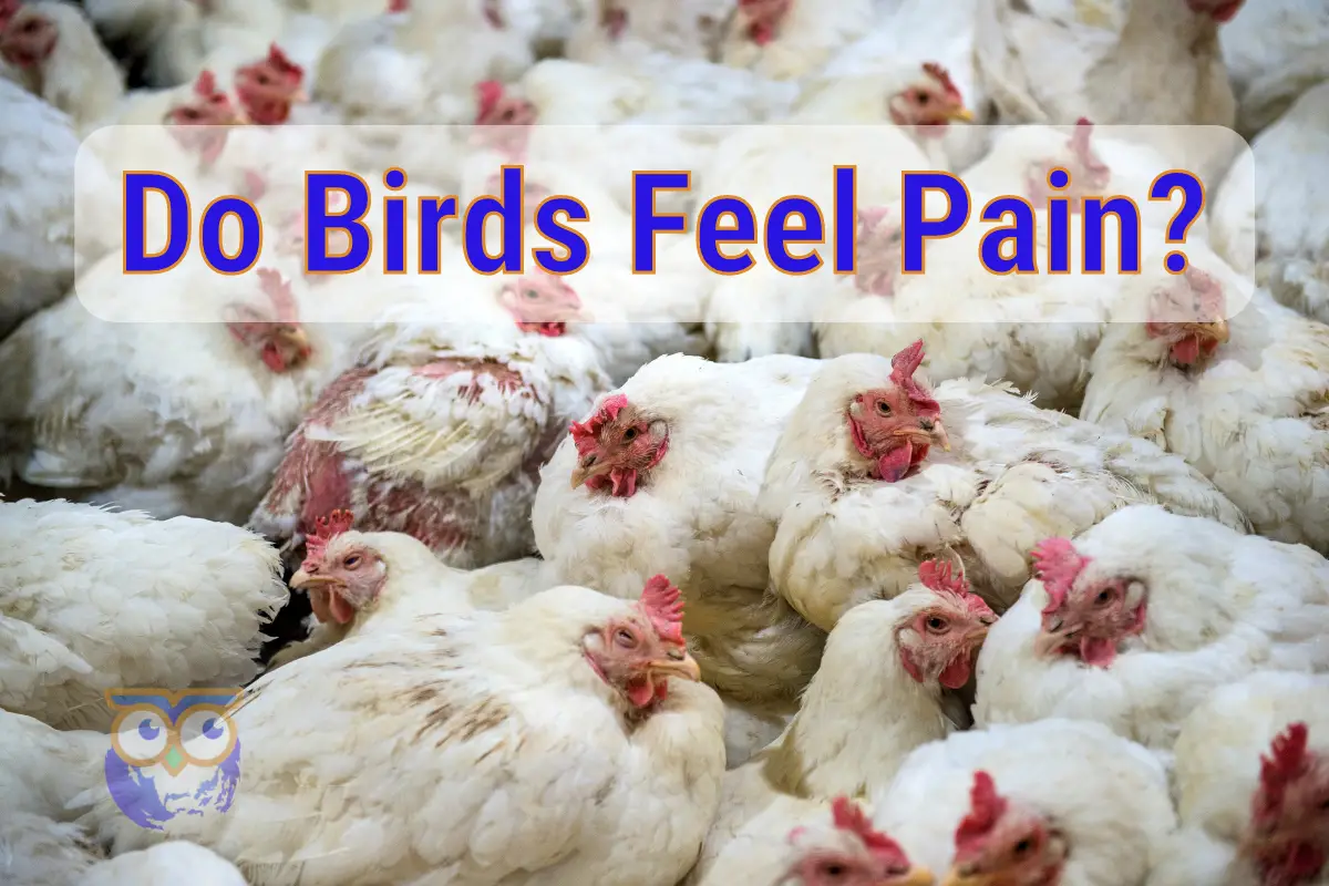 do-birds-feel-pain-the-same-way-we-do-all-the-facts-explained