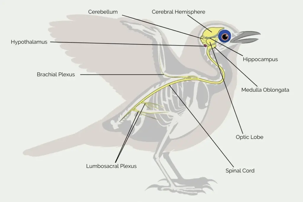 do-birds-have-feelings-and-emotions-7-incredible-emotions