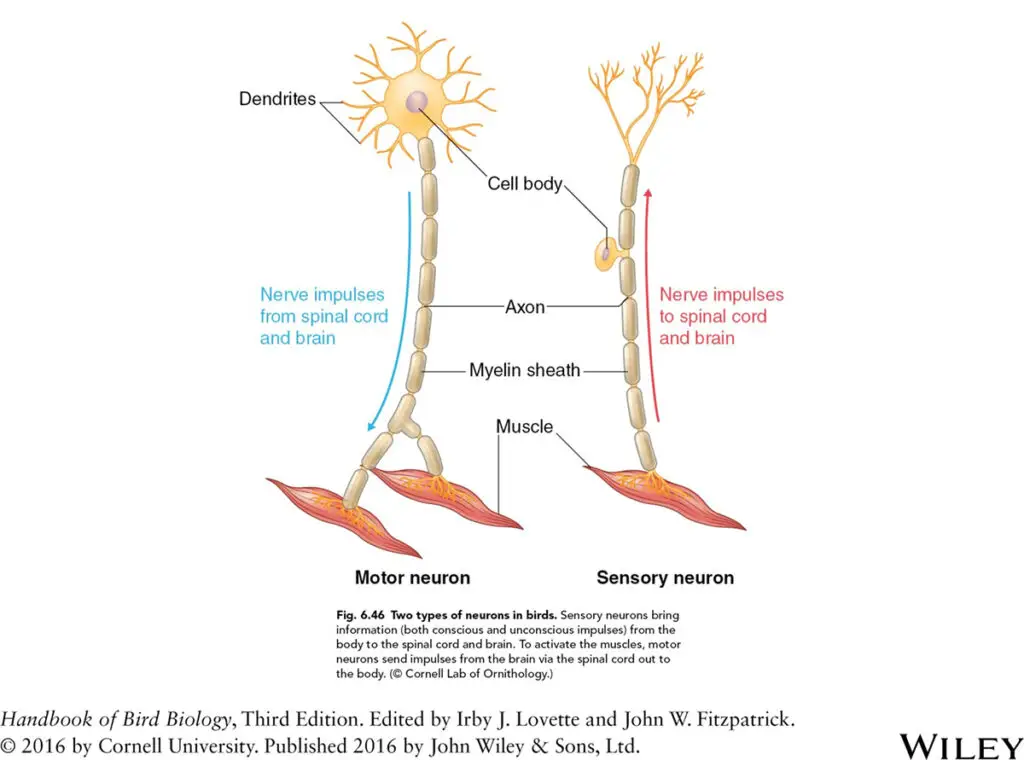 do-birds-feel-pain-the-same-way-we-do-all-the-facts-explained