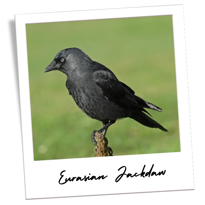 a eurasian jackdaw perched on a stick inside a frame that looks like a polaroid photo