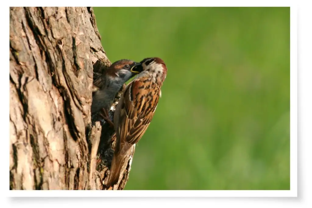 a eurasian tree sparrow feeding a chick that is sticking its head out of a hollow in a tree trunk