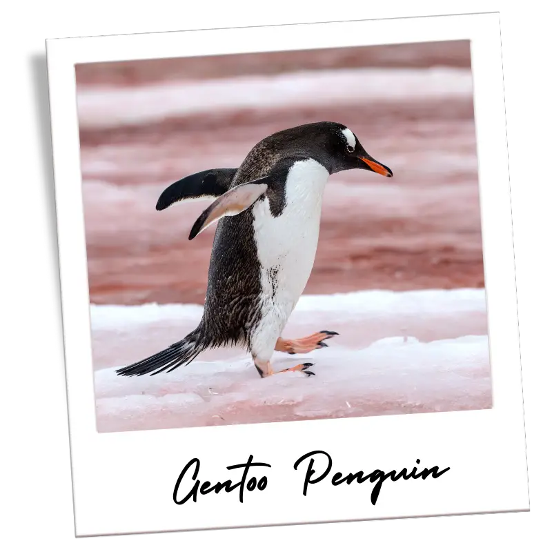 a gentoo penguin walking on ice inside of a frame that looks like a polaroid photo