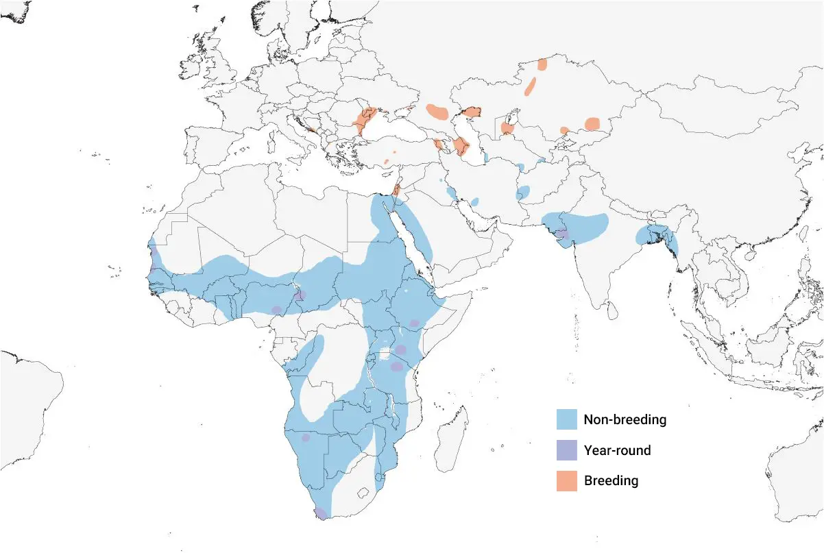 a map of Africa and Eurasia showing the distribution of the Great White Pelican