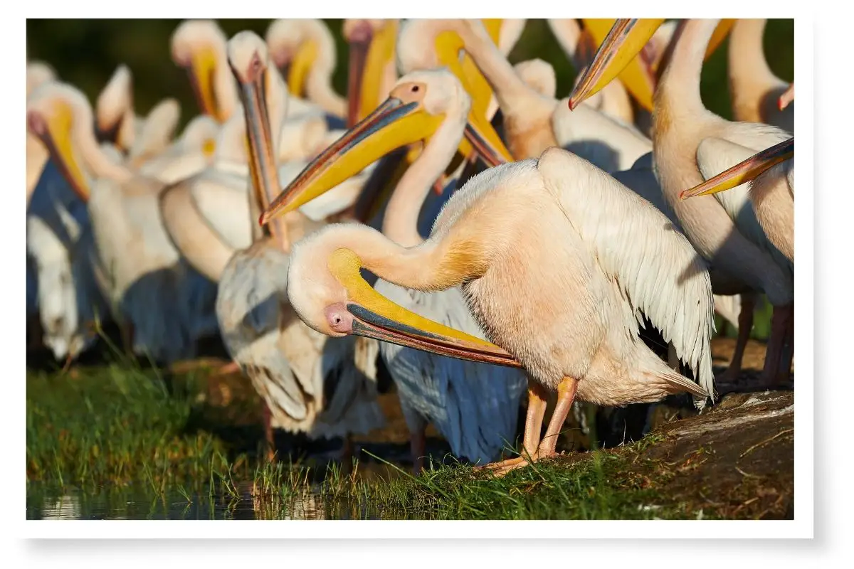A flock of Great White Pelicans standing on dirt and grass by the waters edge