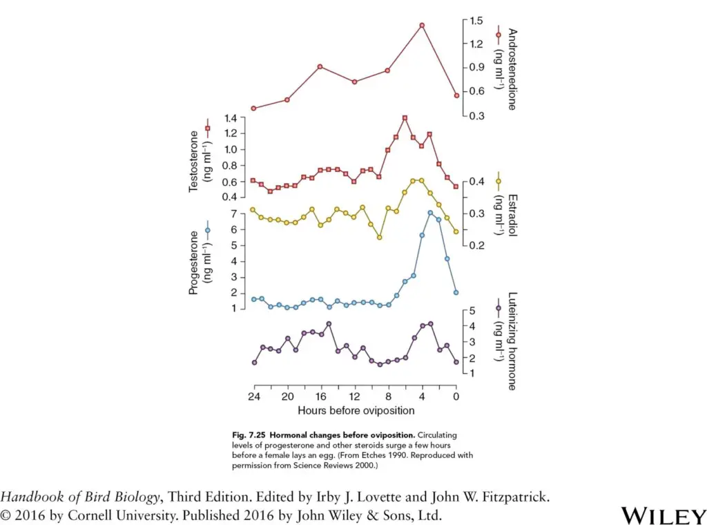 graphs showing the level of hormones in a female bird hours before she lays an egg