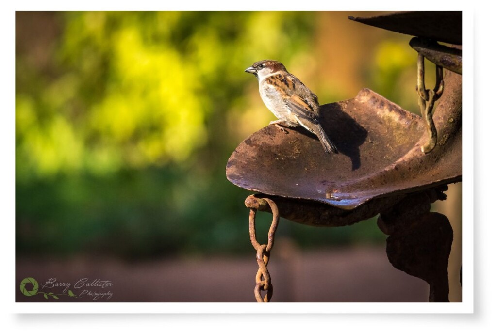 a house sparrow perched on a sculpture made from a rusty shovel